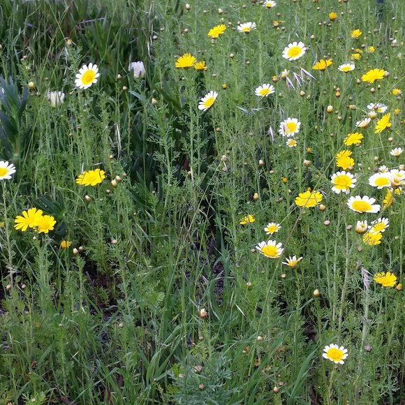 Meet your Posher, Posh - Picture 8 of 10